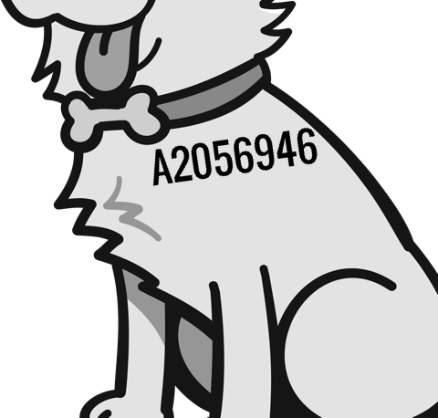 picture of the dog needing adoption