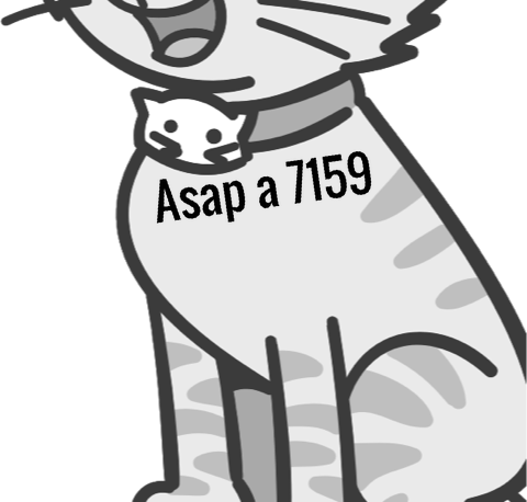 picture of the cat needing adoption